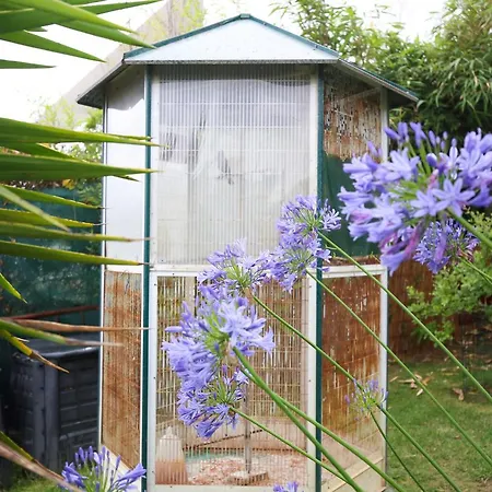 Daire Akivillas Star